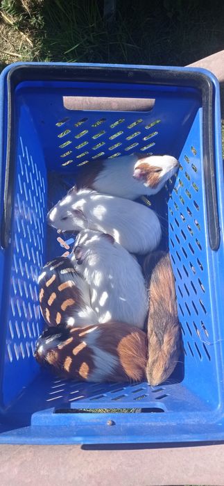 Świnki morskie samce