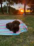 ADELAIDE  czekoladowa suczka labradora