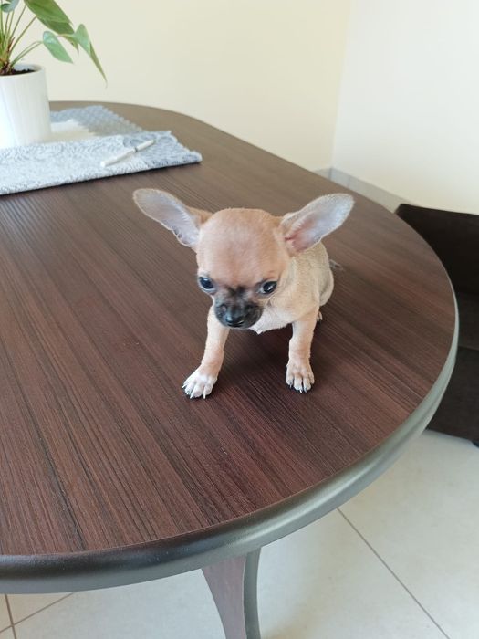 Malutka suczka  chihuahua