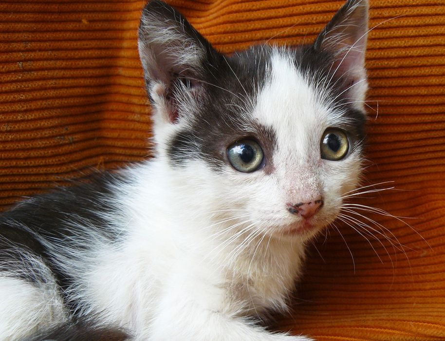 Кошенята шукають родину