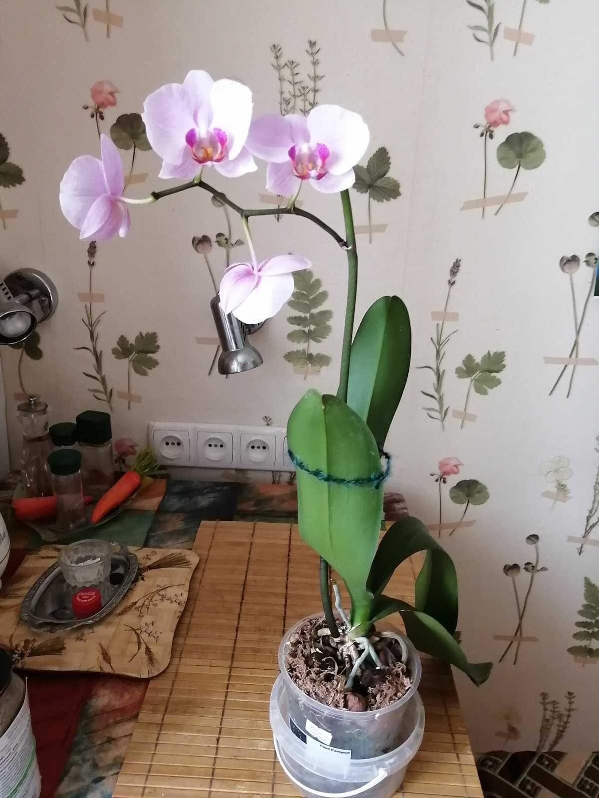 Орхидея Фаленопсис крупноцветковый. Цветет!
