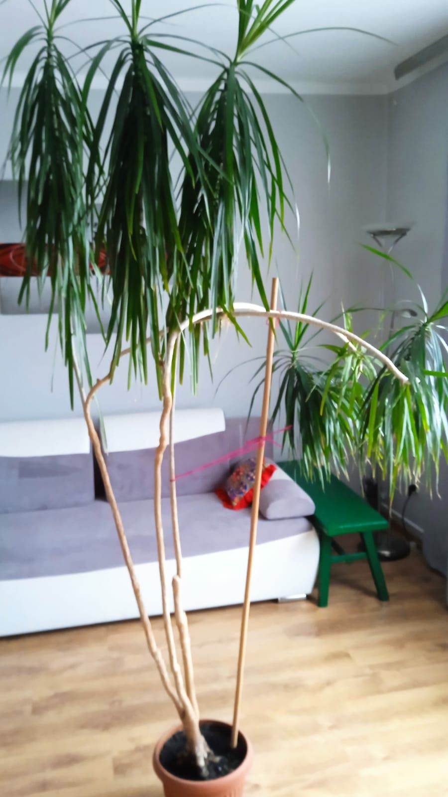 Kwiatek dracena 240 cm