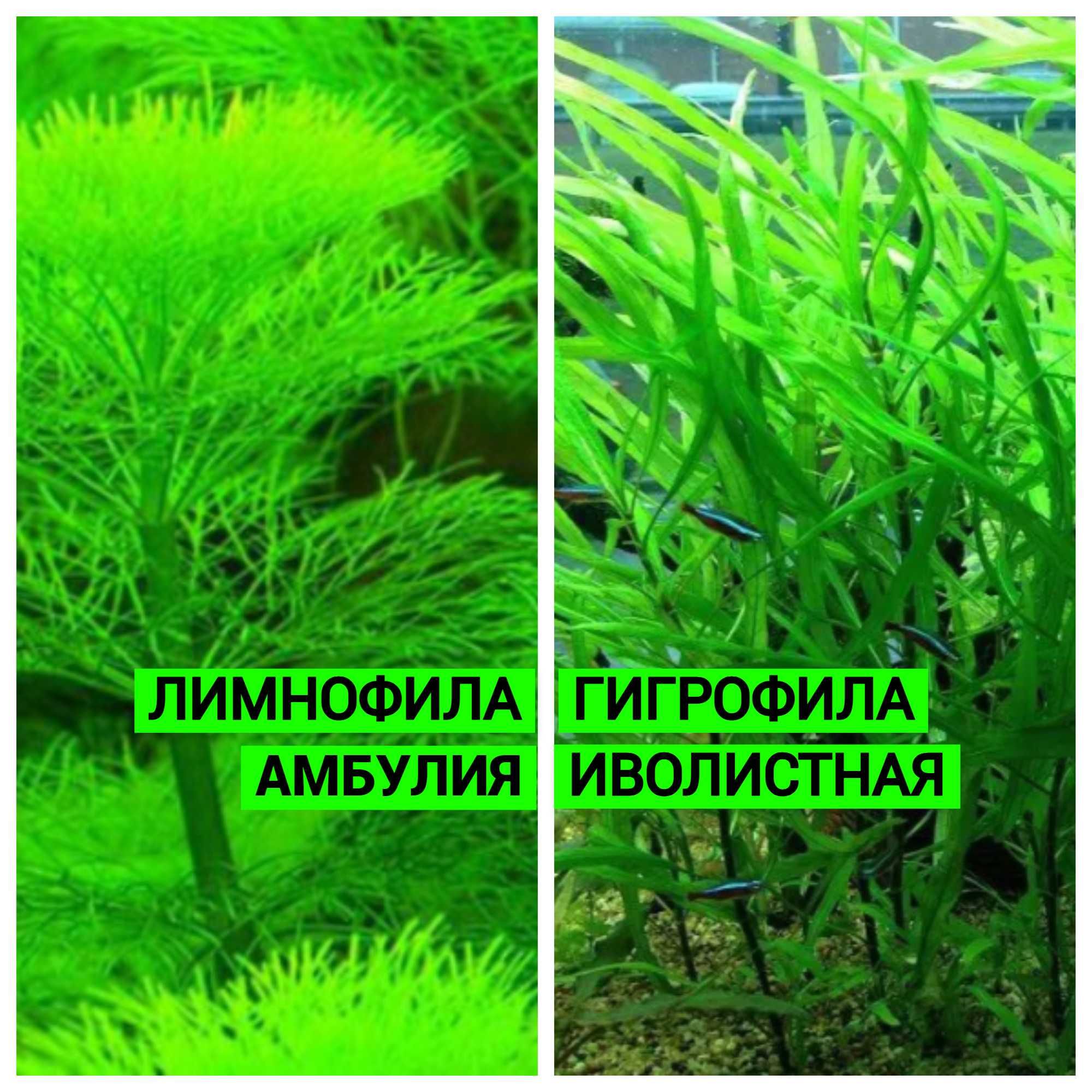 Рыбки ГУППИ , Гурамми Золотой, Растения