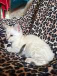 Vendo Macho bengal com LOP