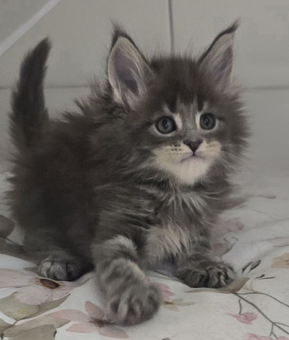 Niebieska kotka Maine Coon