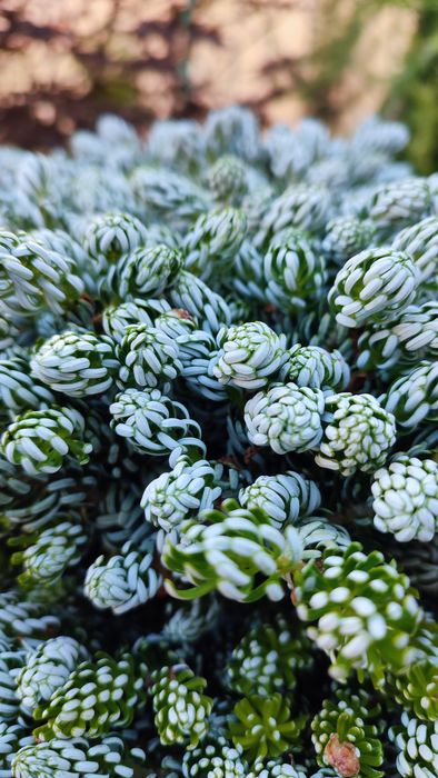 Ялиця пихта корейська Kohouts Icebreaker на штамбі