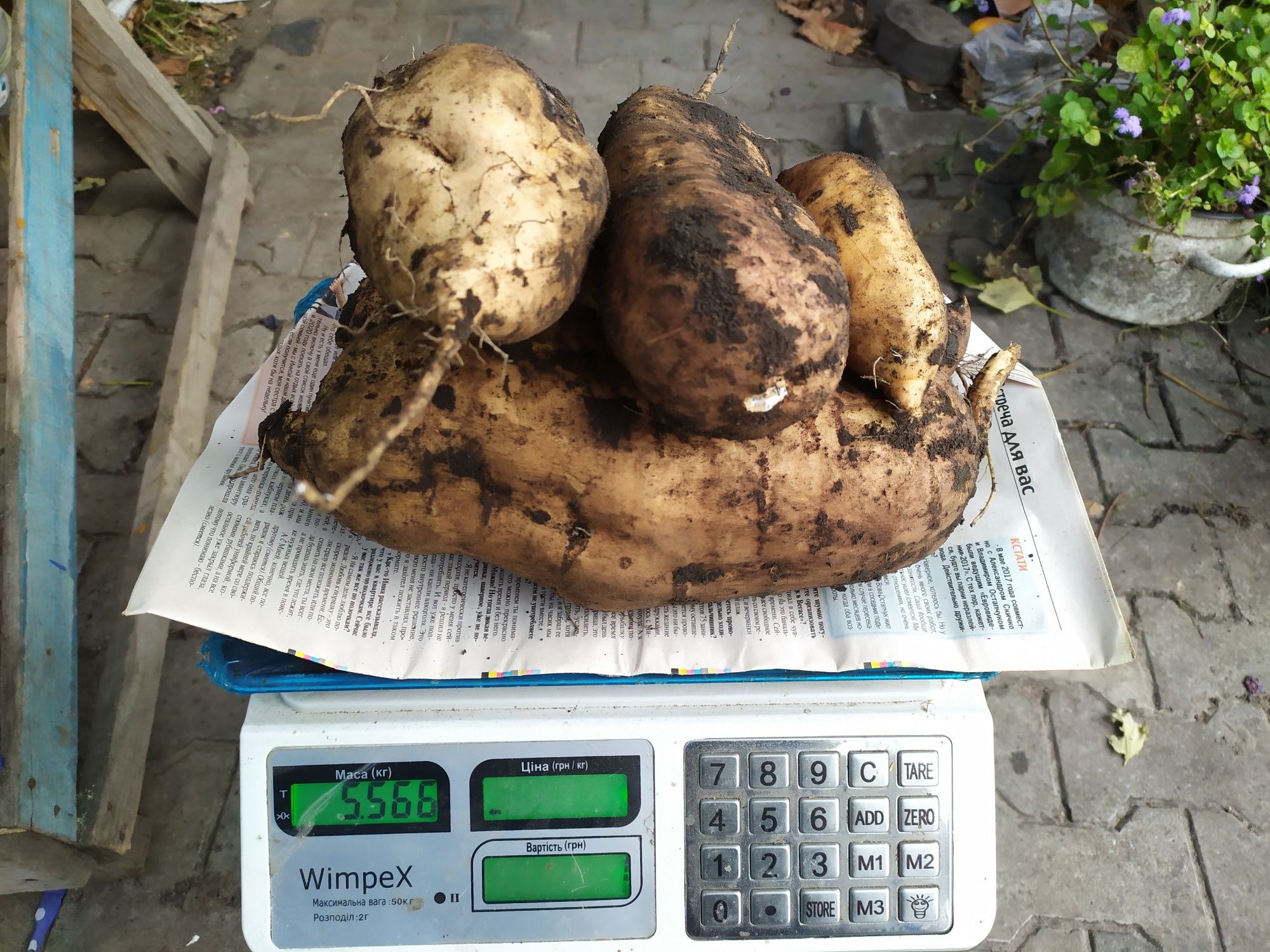 Продам розсаду Батата. Черенки Батата .Маточные клубни Батата.