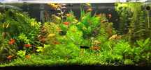 Faça o seu lote - variedades Peixes camarões caracóis plantas aquário
