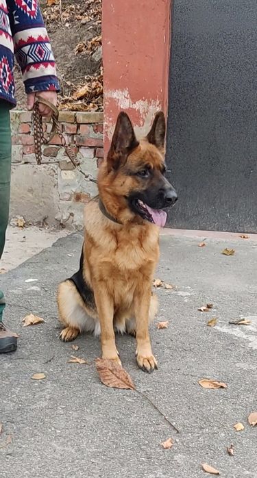 В пошуку кавалера дівчинка німецька вівчарка