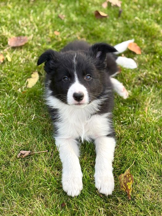 Piesek Border Collie Fci