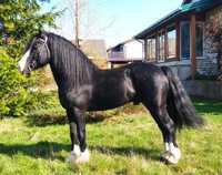 Ogier Kuc Walijski D ( Welsh Cob ) 152cm - 82pkt.