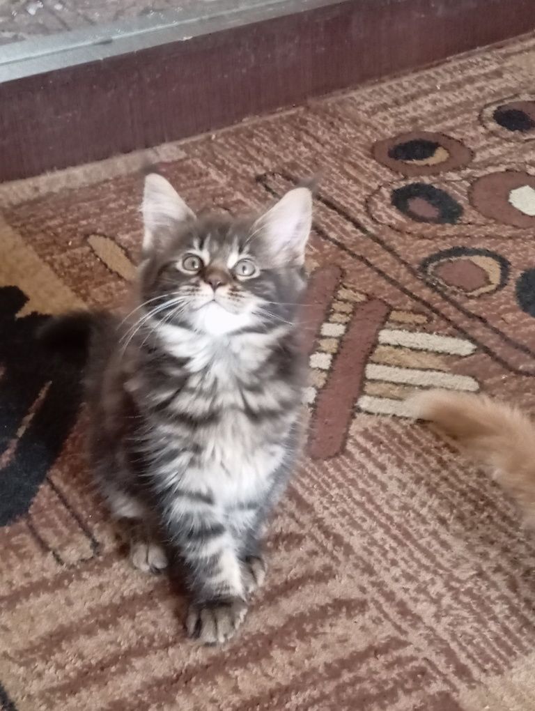 Мейн Кун обалденные котята