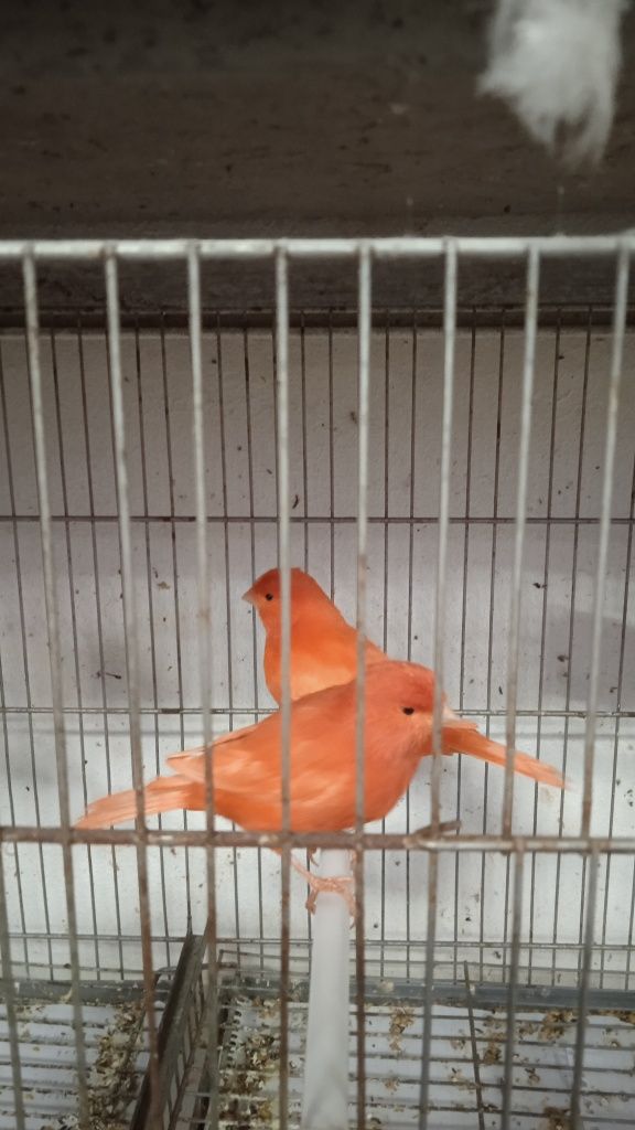 Canários vermelhos