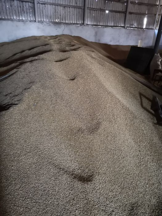 Продається  пшениця та ячмінь