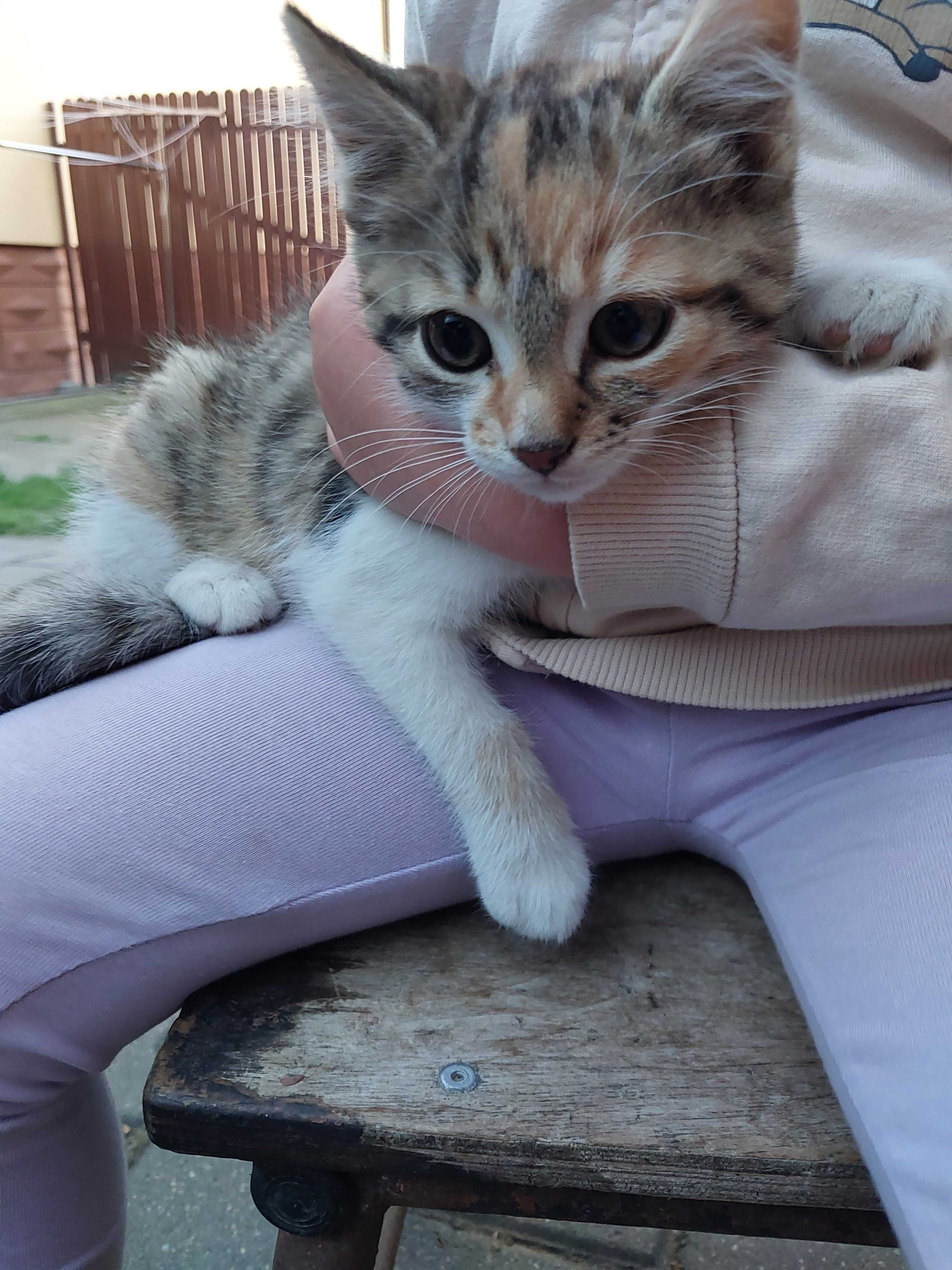 Kotek do oddania