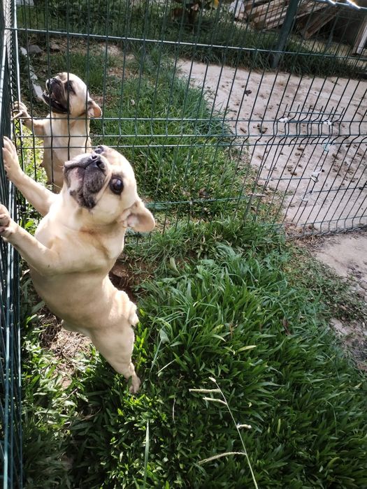 Lindo macho buldogue francês