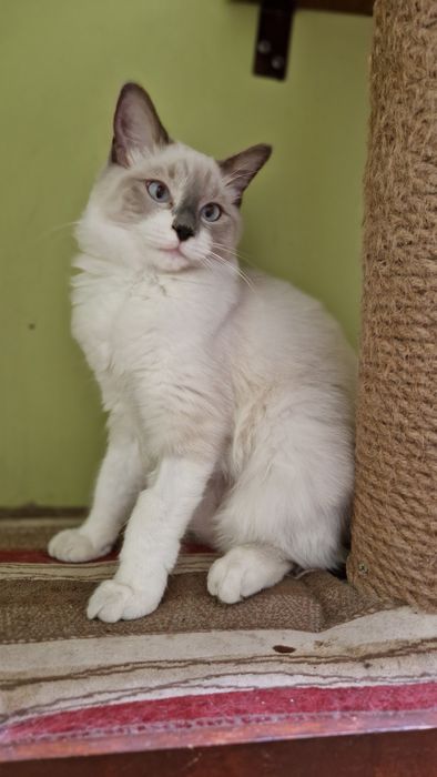 Śliczna kotka ragdoll