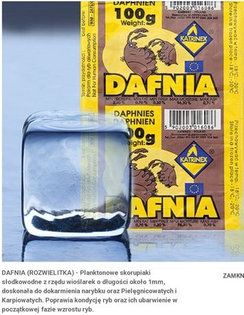 Dafnia mrożona w kostkach 100g