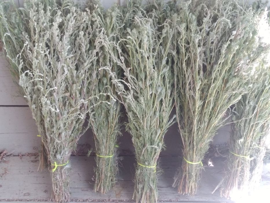 Хобби отдых спорт віники баня сауна м'ята  полин