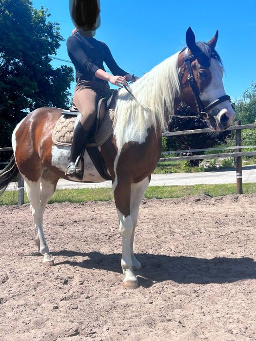 Dzierżawa wałacha 1/2APH