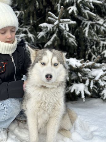 Цуценята Хаскі