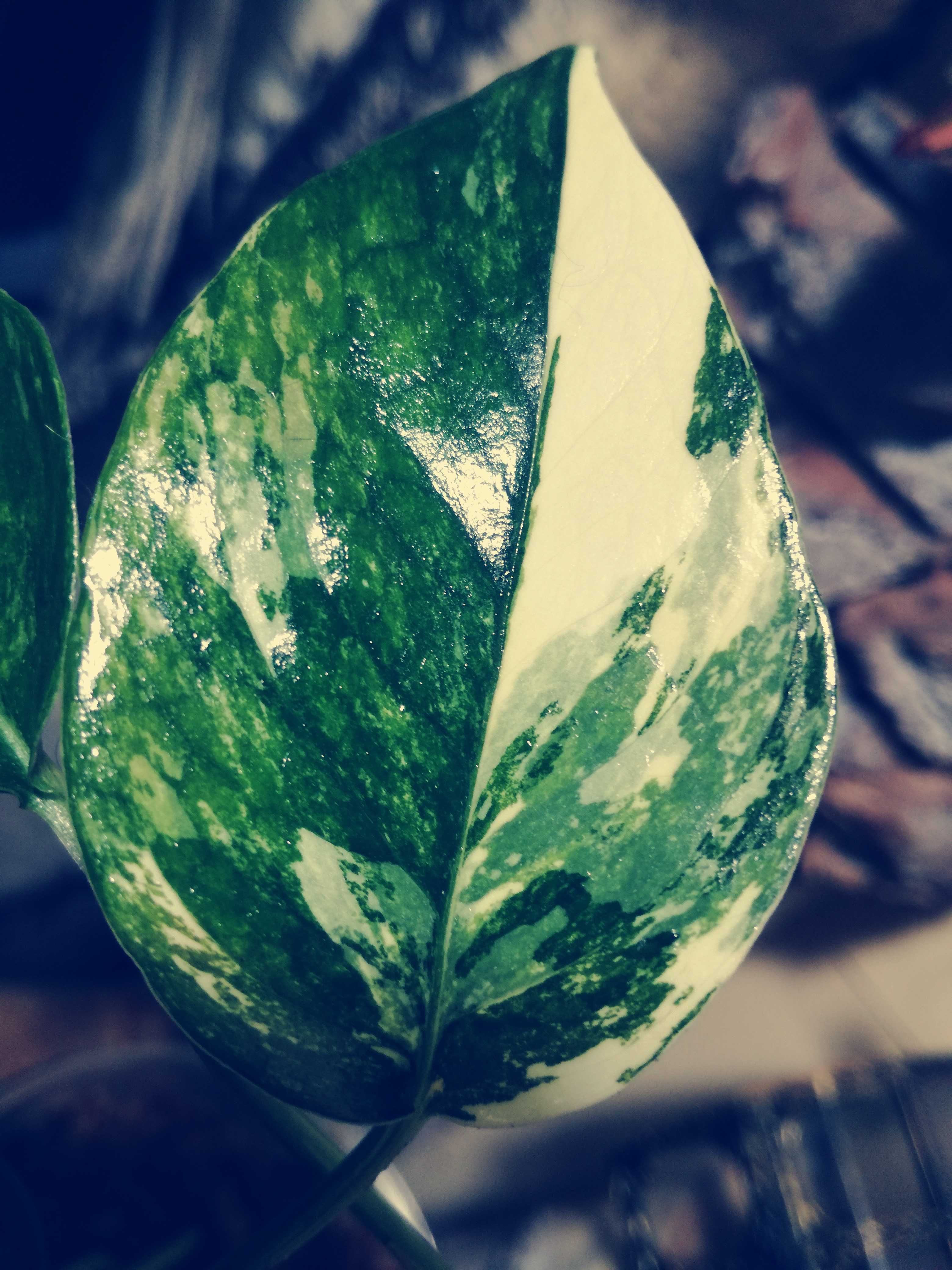 Epipremnum Pinnatum Variegata Albo PIĘKNOŚĆ monstera REZERWACJA