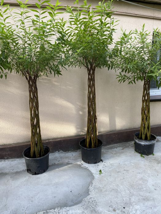 Верба плетена