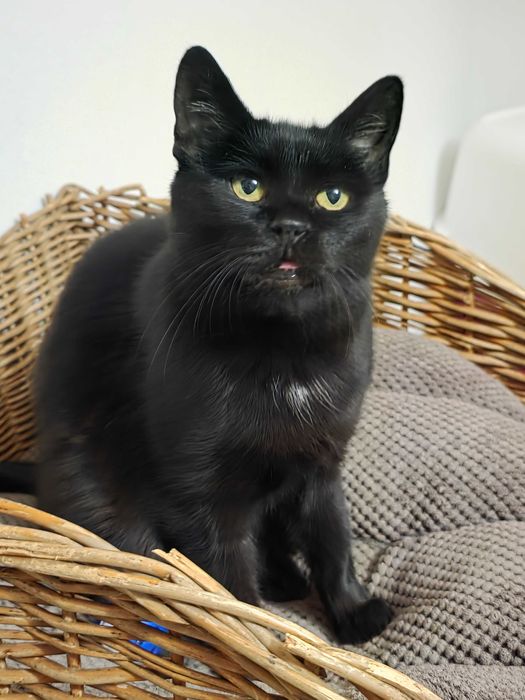 Misia z Fundacji Miasto Kotów