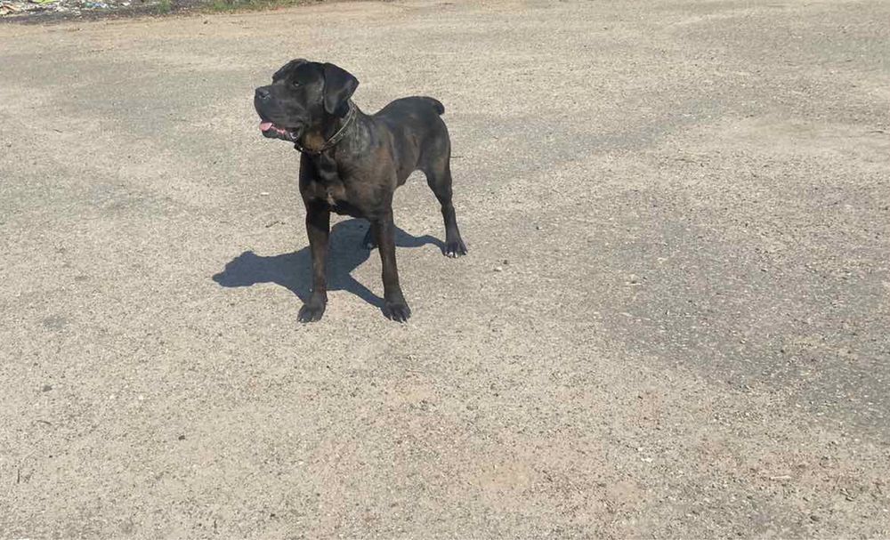 Кане- Корсо для в’язки