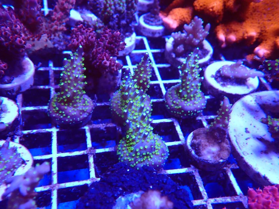 Acropora Valida tricolor