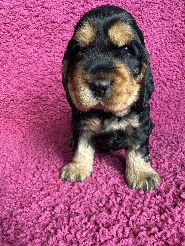 Cocker Spaniel Angielski