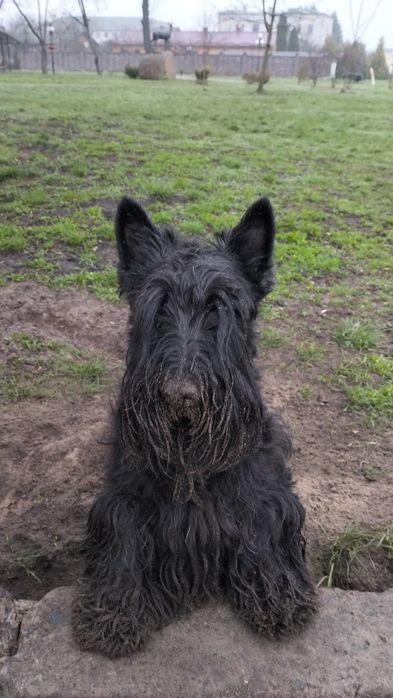Скоч-тер'єр на в'язку.