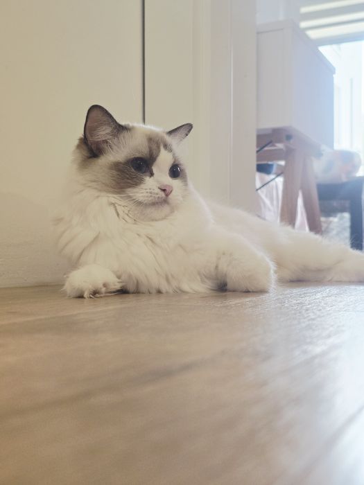 Kociak rasy ragdoll