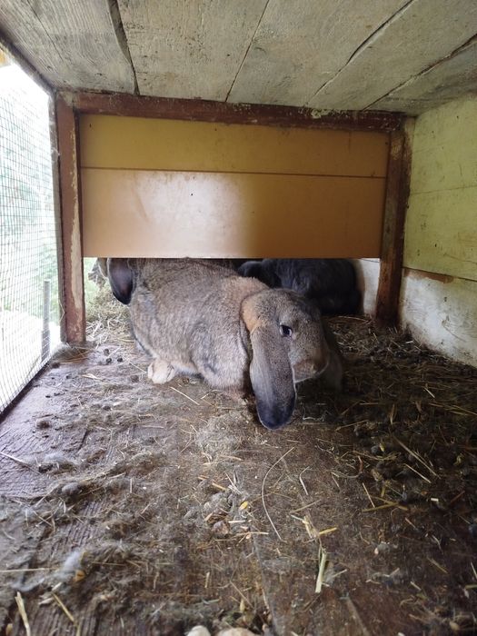 Króliki Baran francuski