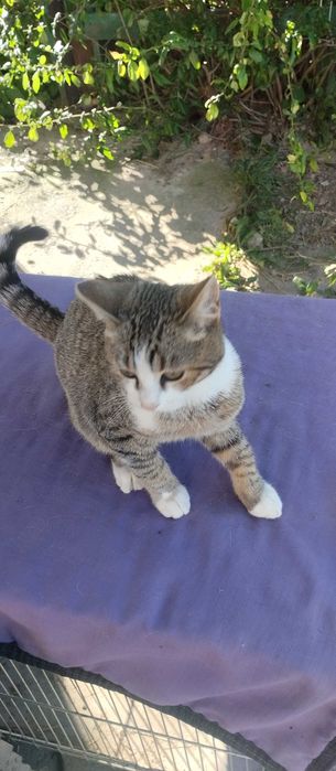 Котик шукає родину