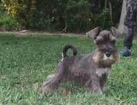 schnauzer miniatura registado no CPC