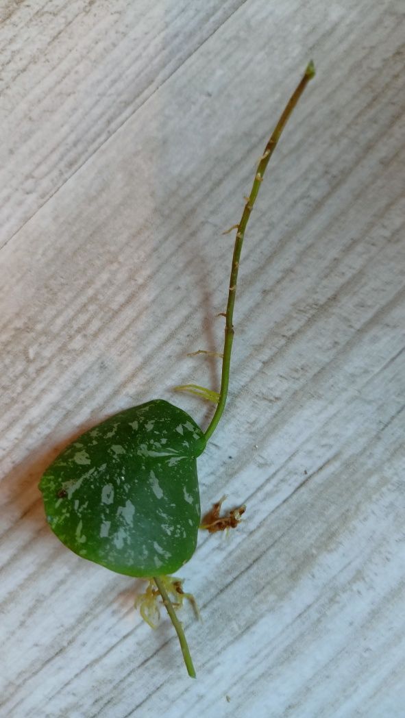 Hoya imbricata sadzonka