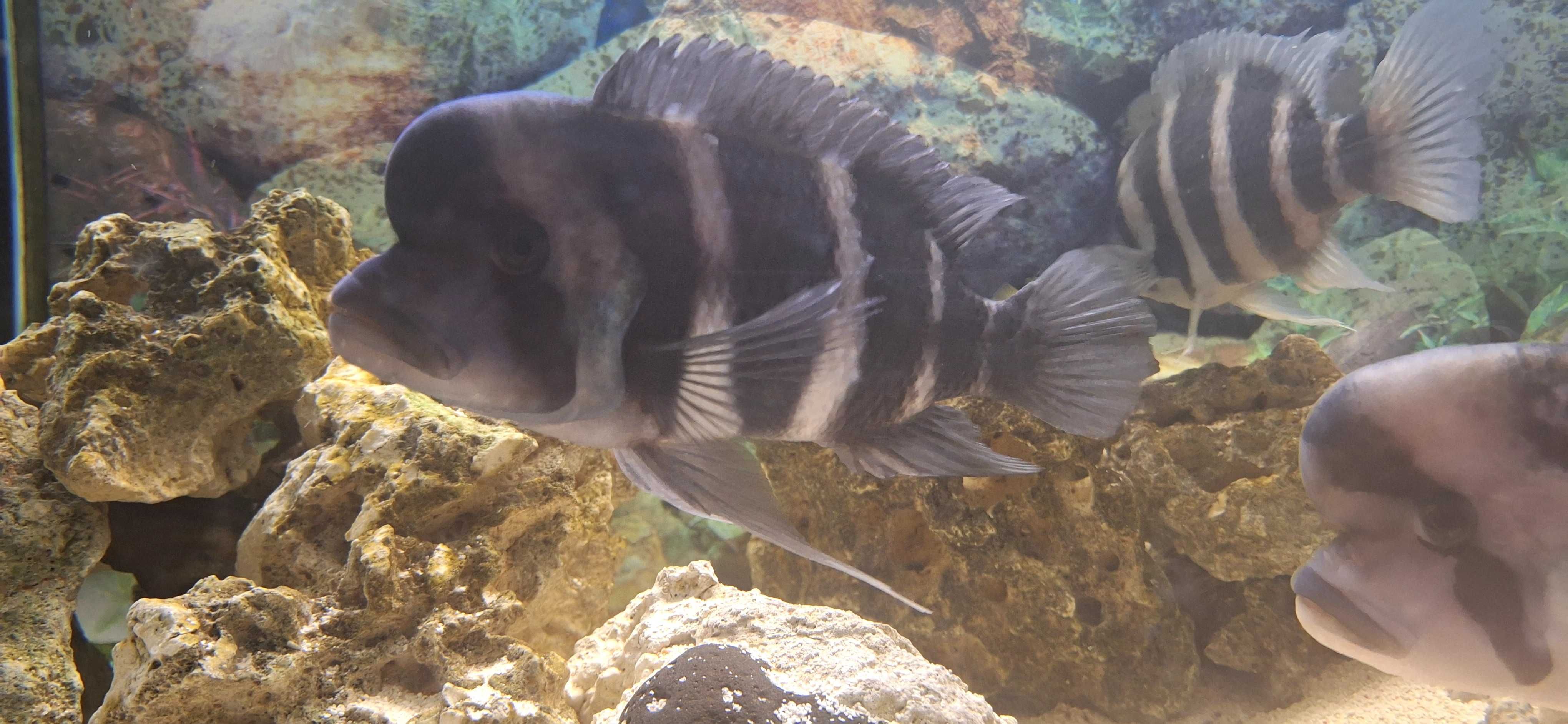 aquario e sump e asseçorios