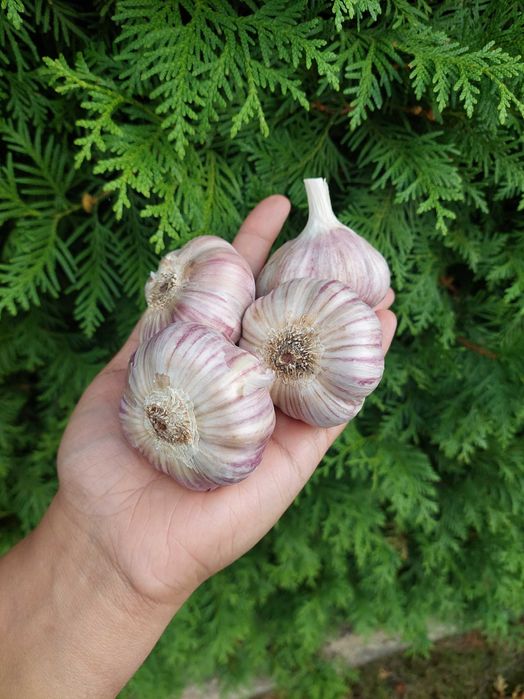 Box warzyw od rolnika