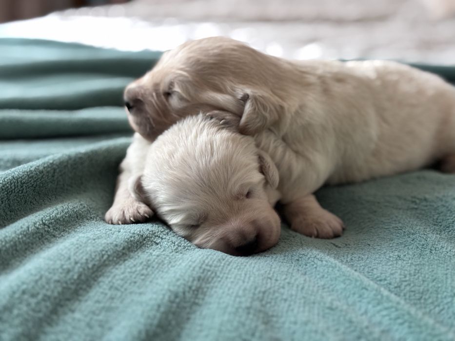 Golden retriever