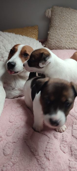 Jack Russell terrier oddam