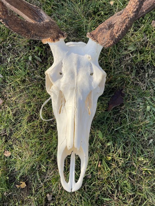 Trofeum wieniec jelenia 14-stak nieregularny poroże jeleń rogi nr 47