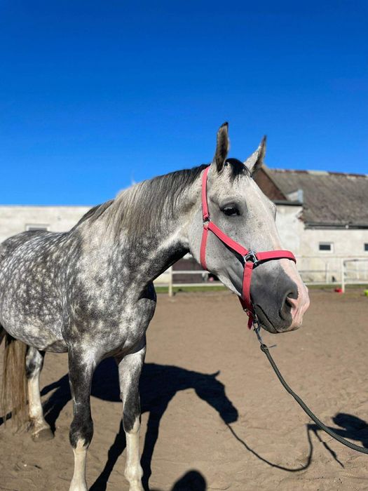 Klacz Śląska 7 lat. Okolica Poznania