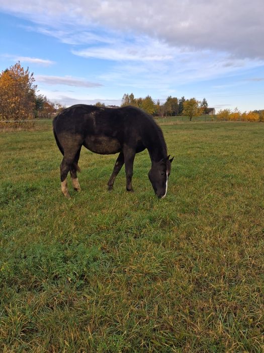 Klacz slaska do dzierzawy