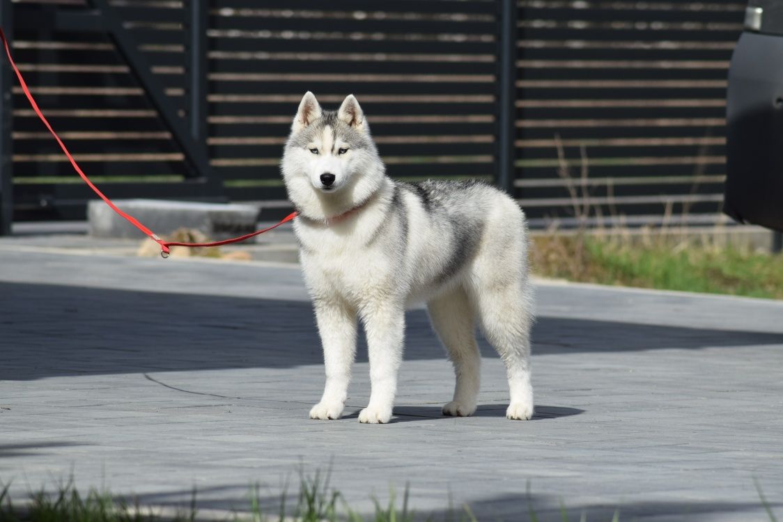 Suczka siberian husky z rodowodem fci