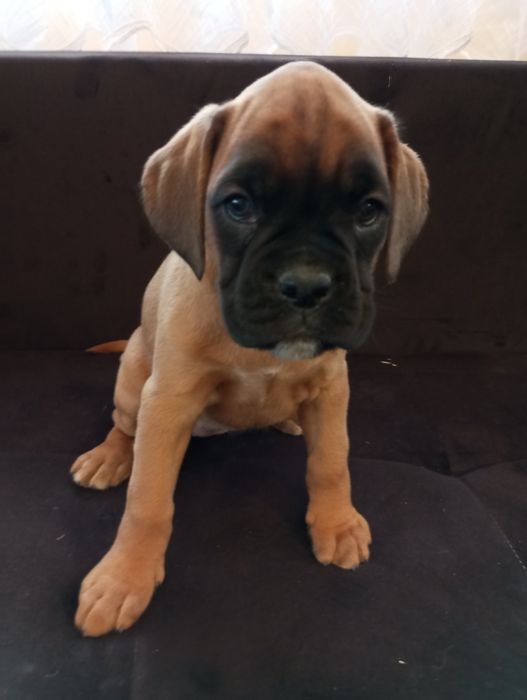 Bokser suczka  szczeniak