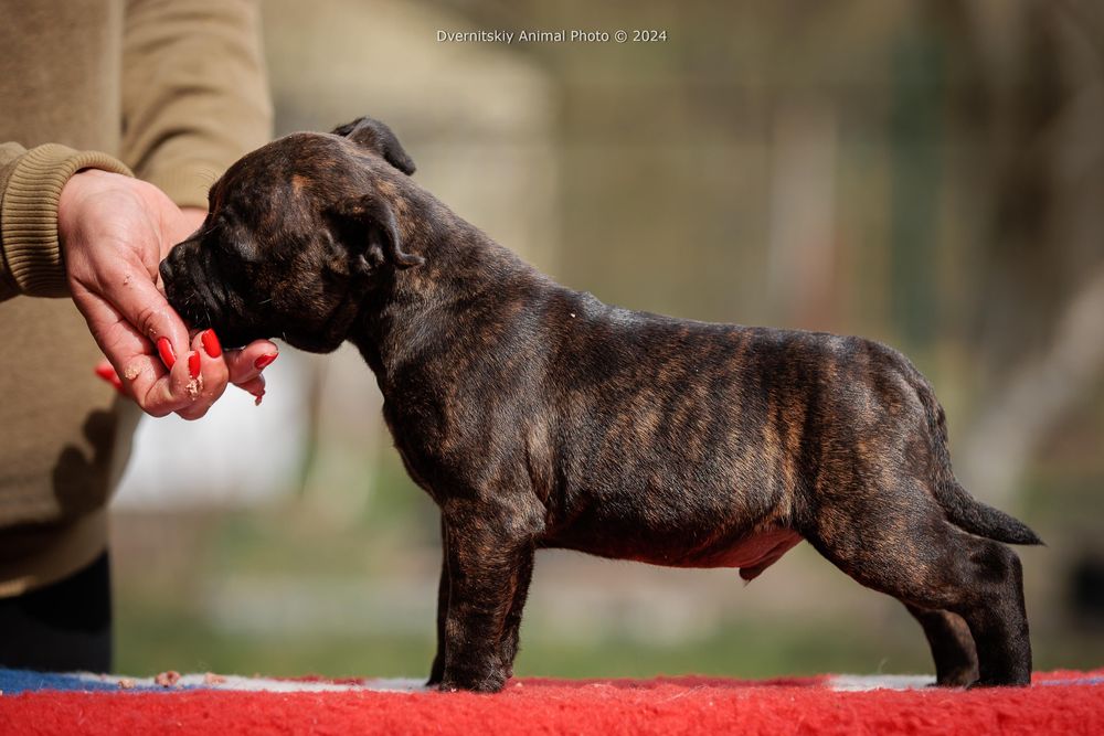 Стаффорширський бультерер