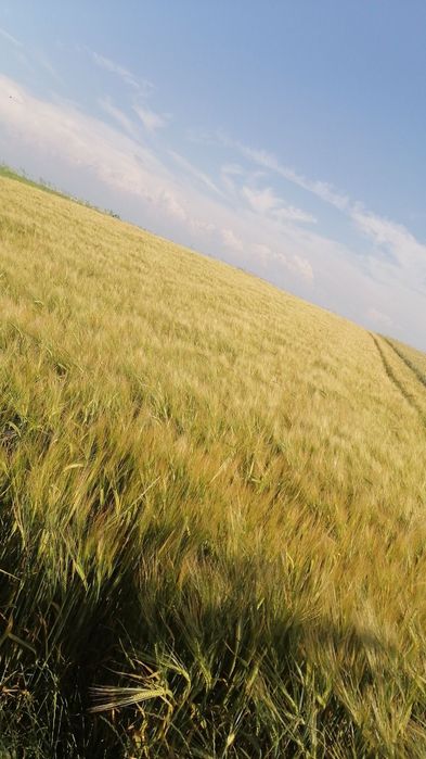 Jęczmień jary soldo