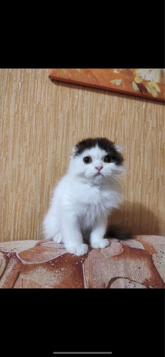 Шотландские вислоушки и прямоушки