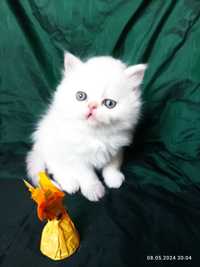 Белый бежевый кремовый котёнок